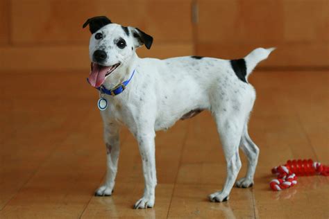 On the Grid : Battersea Dogs & Cats Home.